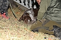 VBS_6454 - Inaugurazione Stagione 2022-23 Simulazione Ricerca Tartufo